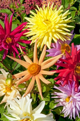Picture of Dahlia - Cactus Hybrids